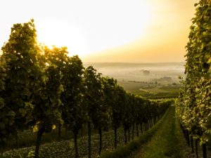Impact of soil on wine quality