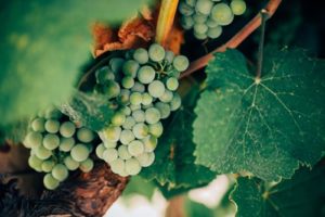 Tasting of wine in Italy