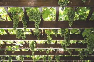 Hanging Wine Vines